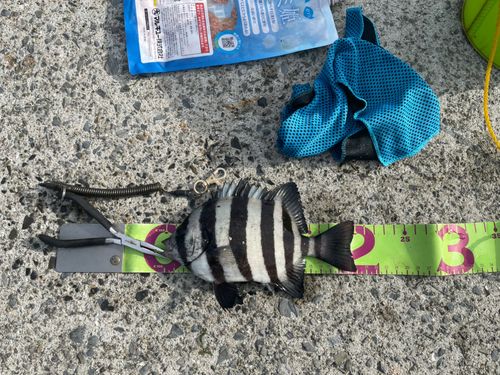 イシダイの釣果