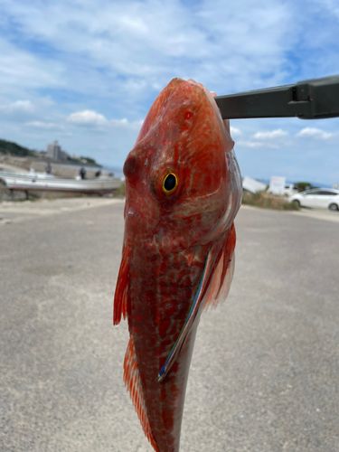 ホウボウの釣果