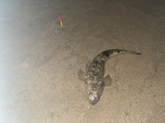 マゴチの釣果