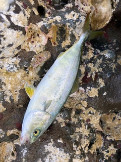 コゾクラの釣果