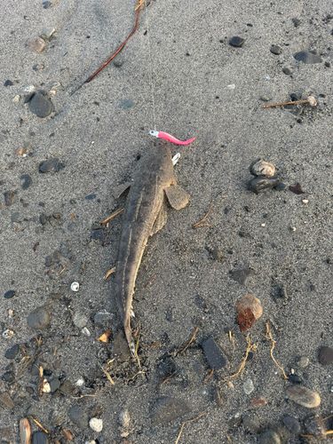 マゴチの釣果