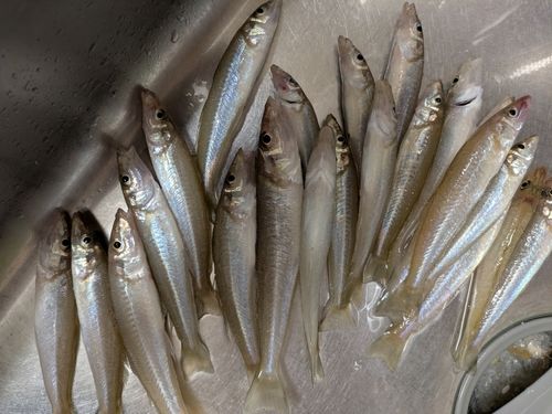 キスの釣果