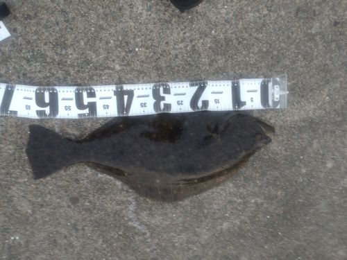 ヒラメの釣果