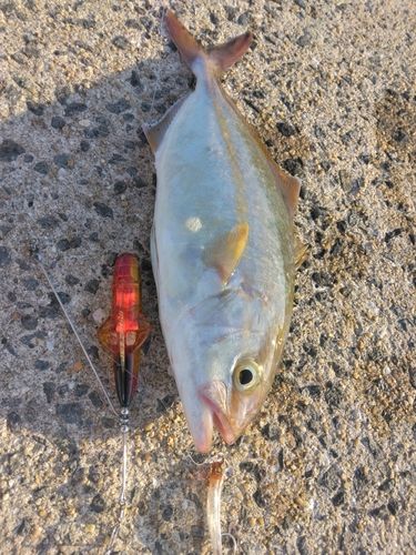 ネリゴの釣果