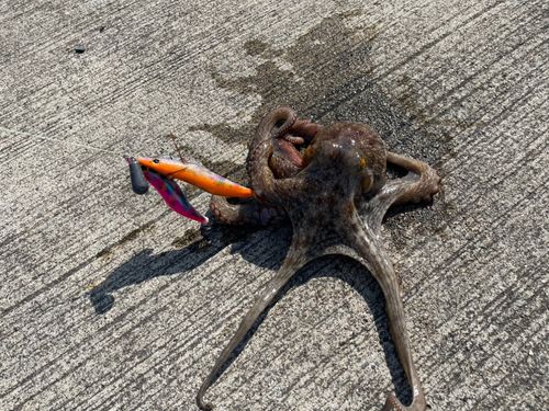 タコの釣果