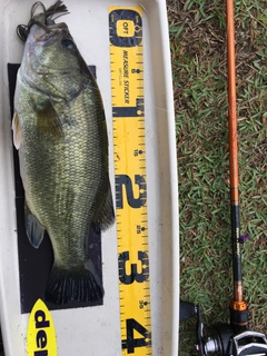 ブラックバスの釣果