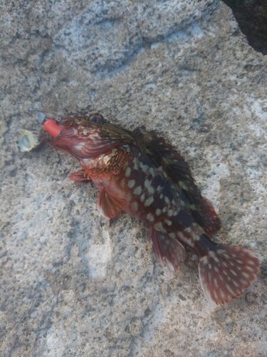 カサゴの釣果
