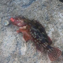 カサゴ