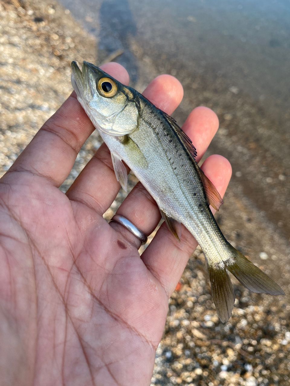 セイゴ（マルスズキ）