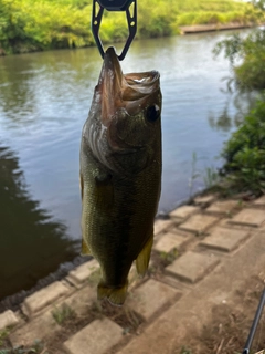 ラージマウスバスの釣果