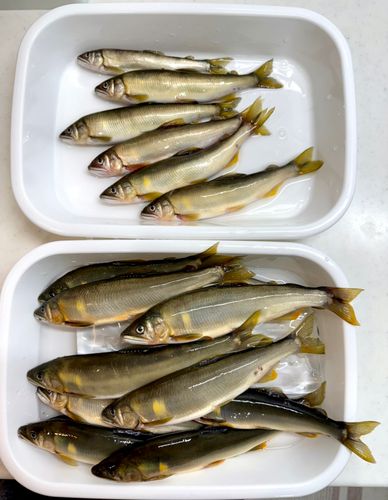 アユの釣果