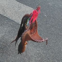 タコ