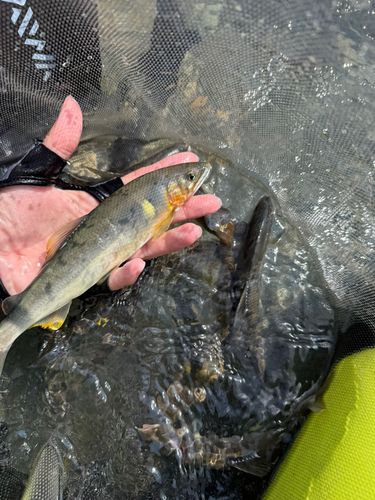 アユの釣果