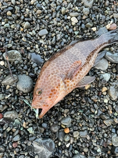オオモンハタの釣果