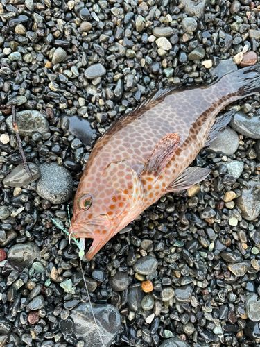 オオモンハタの釣果