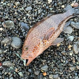 オオモンハタ