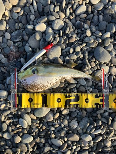 シロサバフグの釣果
