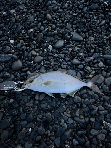 ショゴの釣果