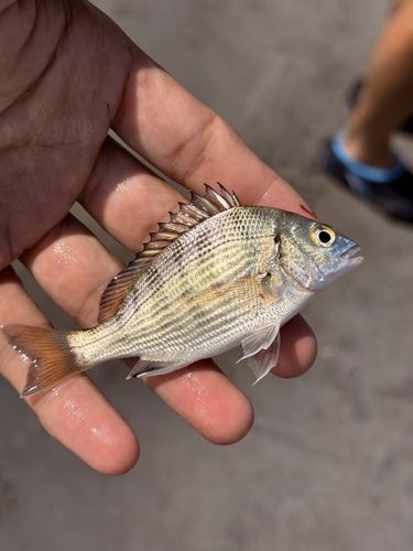 キチヌの釣果