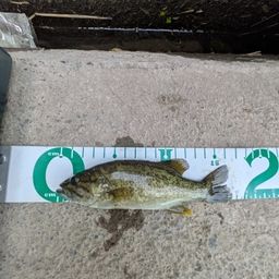 スモールマウスバス