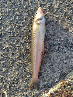 シロギスの釣果