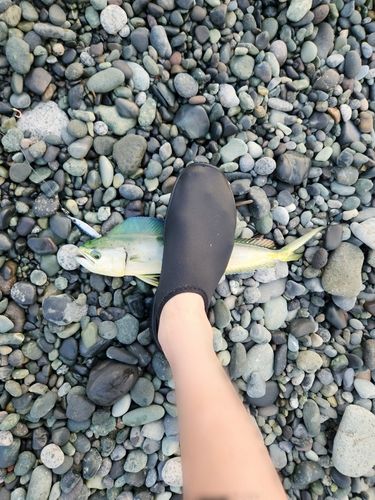 シイラの釣果