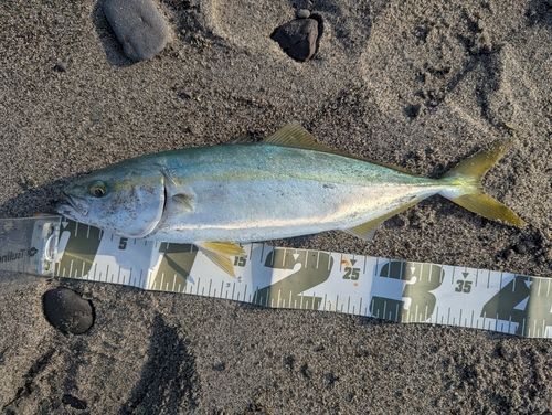 ワカナゴの釣果
