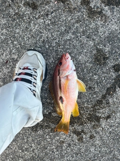 釣果