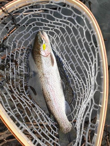 ニジマスの釣果