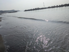 シロギスの釣果