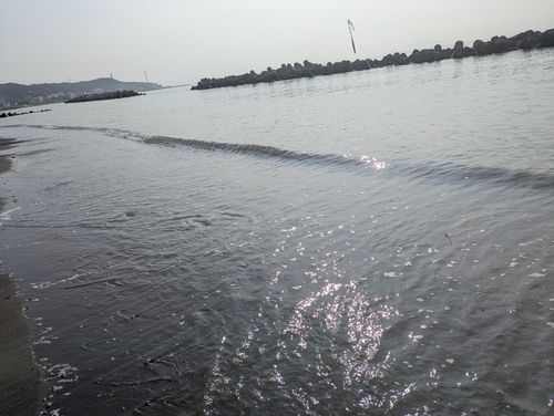 シロギスの釣果