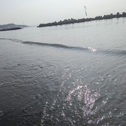 シロギス