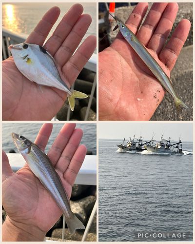 シロギスの釣果