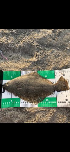 ソゲの釣果