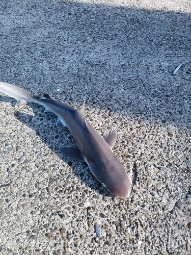 サメの釣果