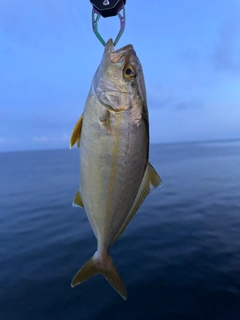 ネリゴの釣果