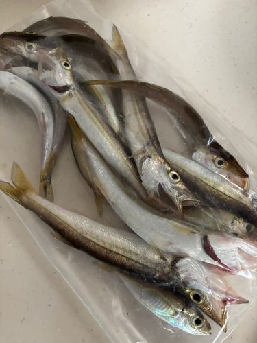 カマスの釣果