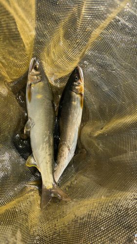 アユの釣果