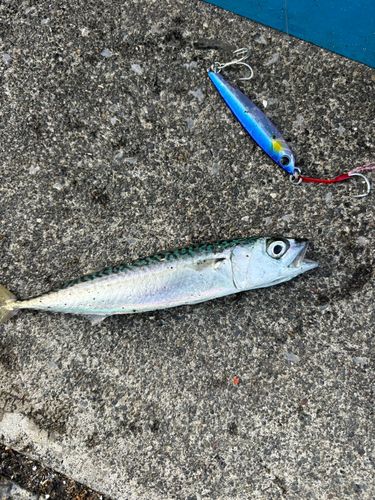 サバの釣果