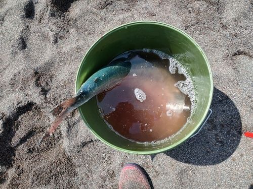 アキアジの釣果