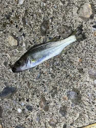 キスの釣果