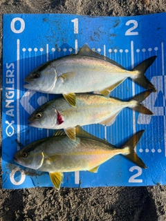 ショゴの釣果