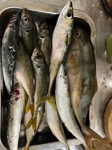 ワカシの釣果