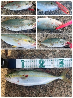ツバスの釣果
