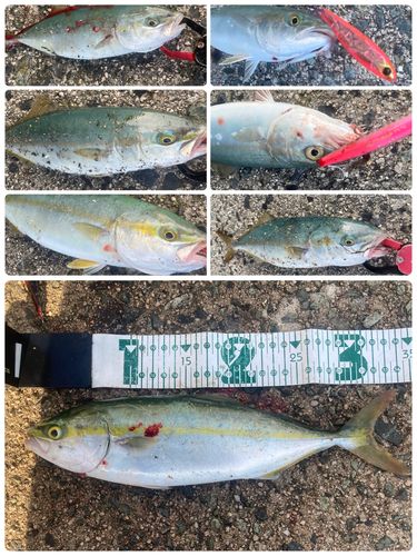 ツバスの釣果