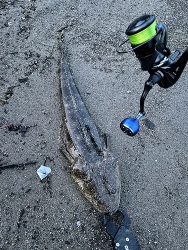 マゴチの釣果
