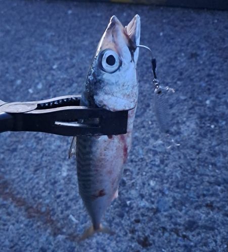 釣果