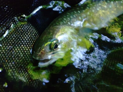イワナの釣果