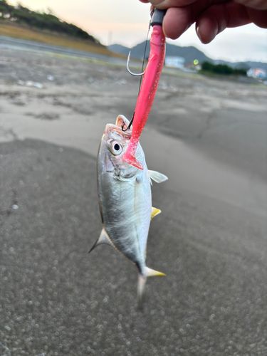 メッキの釣果