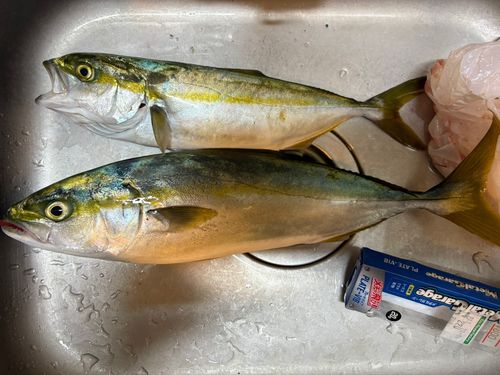ワカシの釣果